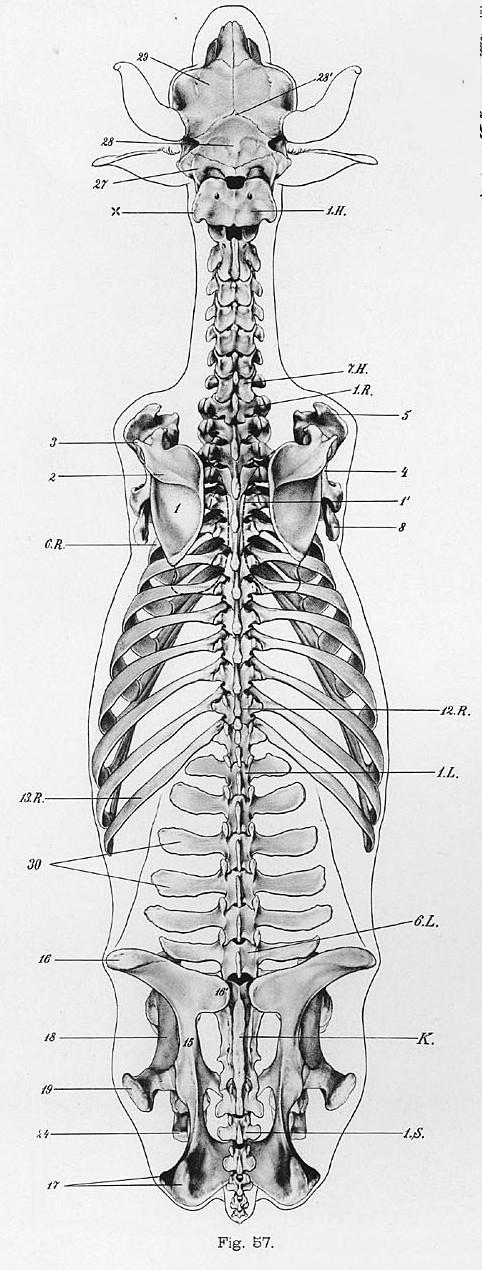 Cow_anatomy_dorsal_skeletoncrop – Cease, Cows