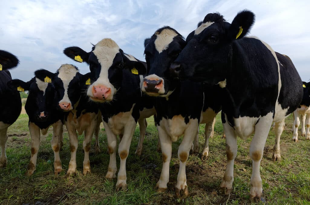 photo of black and white cows