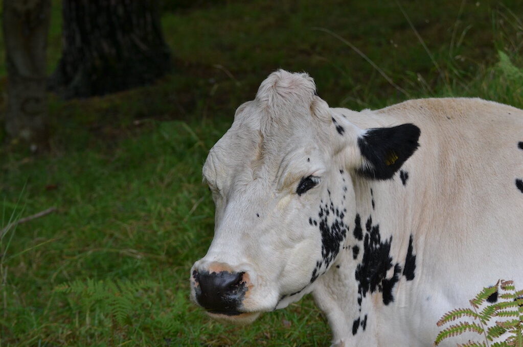 photo of black and white cow