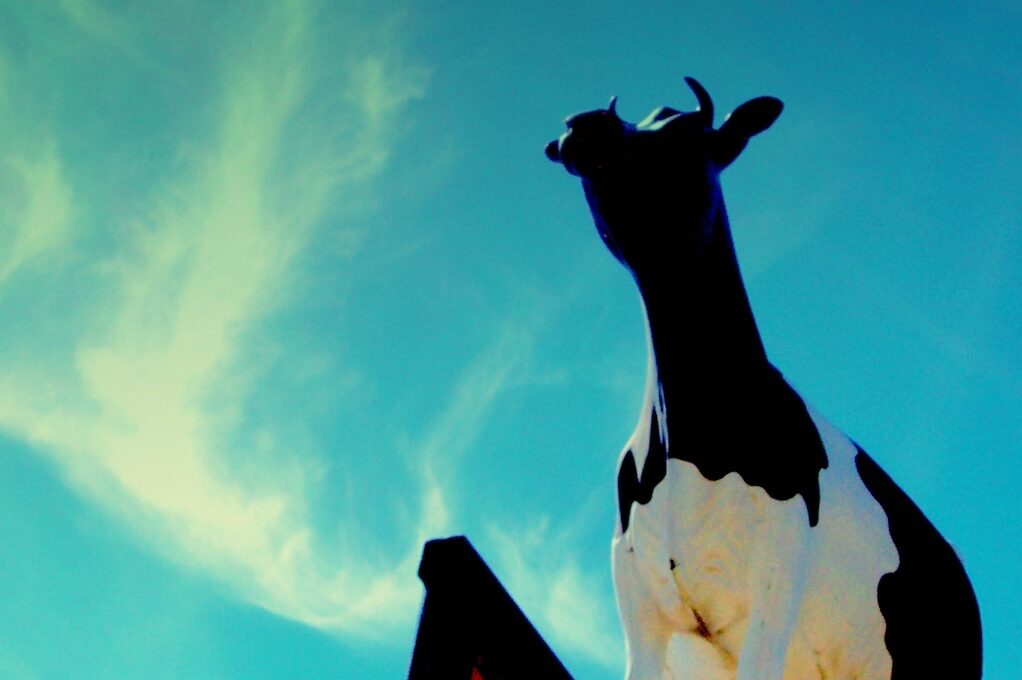 photo of vintage roadside cow sign