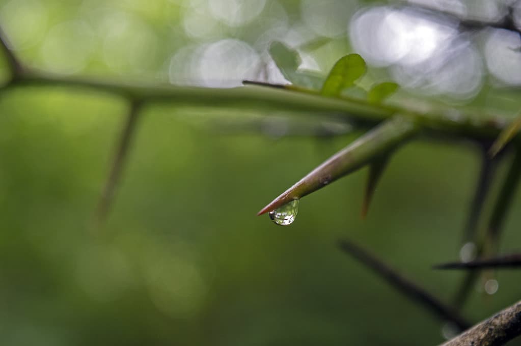 photo of thorny plant