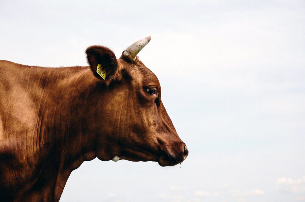 photo of a cow's bust