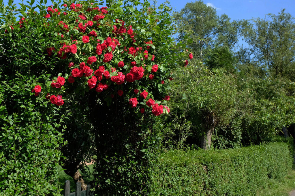 photo of roses above garden gate