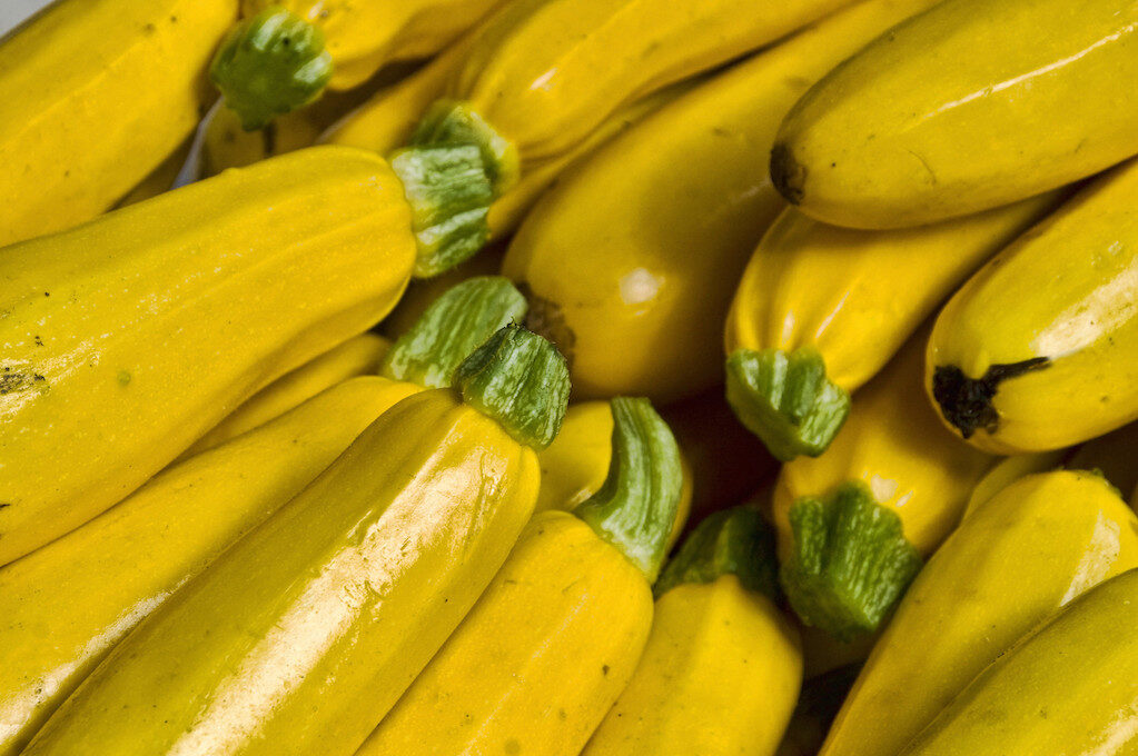 photo of summer squash