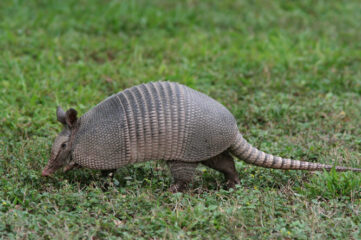 photo of armadillo