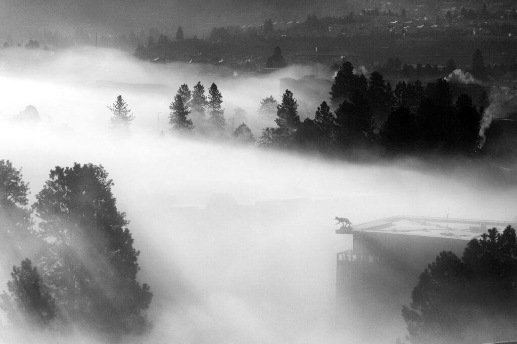 photo of fog viewed from 11th floor of a building