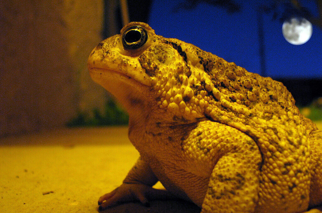 photo of a frog