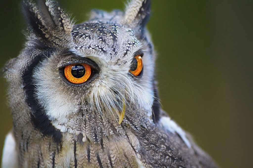 photo of an owl