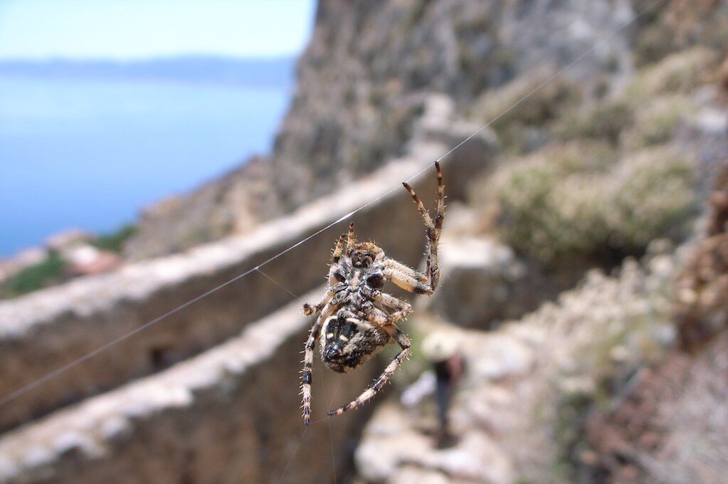 photo of a spider on its web