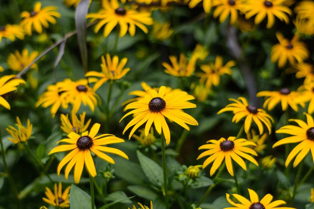 photo of Black-Eyed Susan flowers