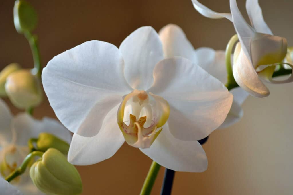 photo of white orchid