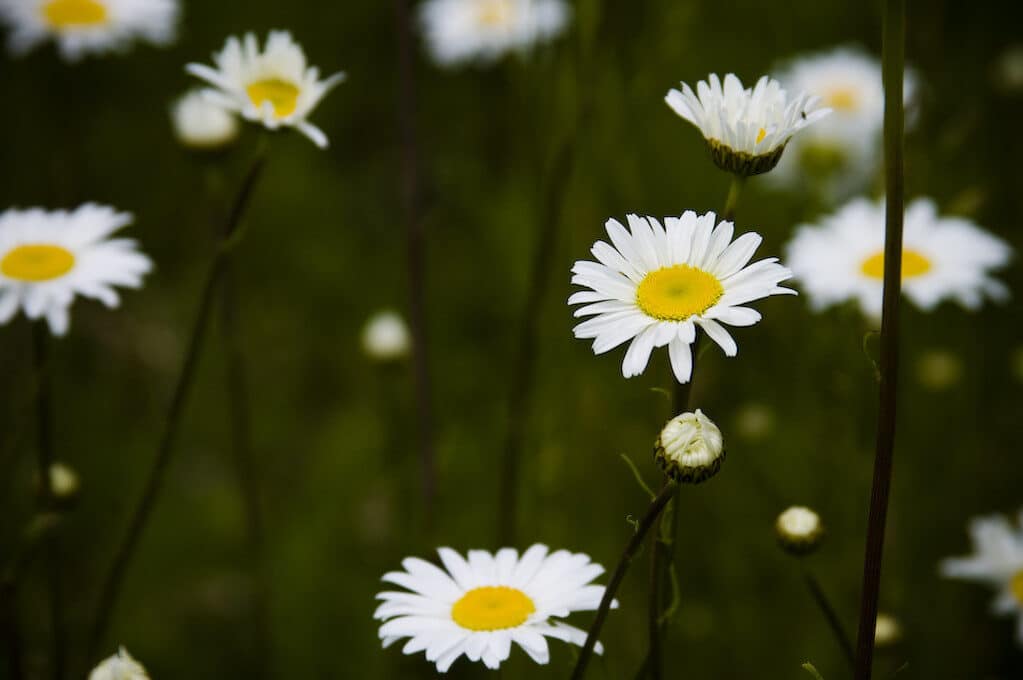 photo of daisies