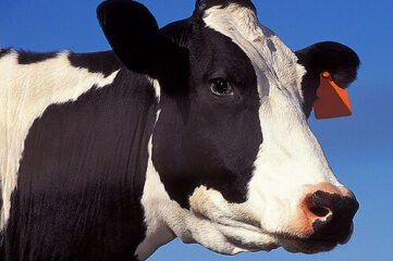 photo of the face of a black and white cow