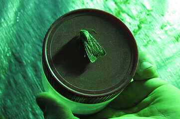photo of a moth on a jar