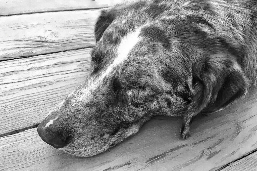 photo of a resting dog