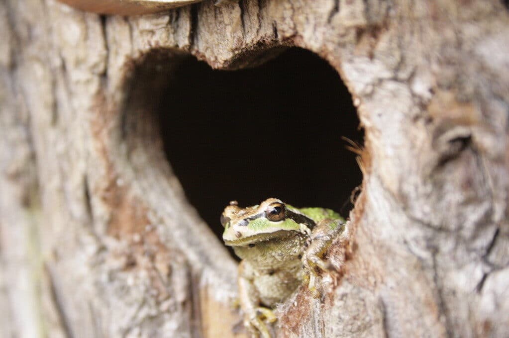 photo of a frog sitting in heart-shaped hole in tree