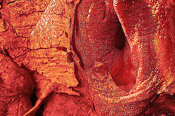 photo of tree bark that resembles female private parts