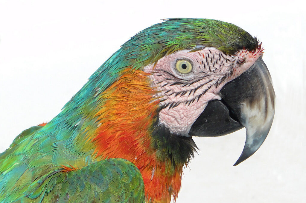 photo of a parrot