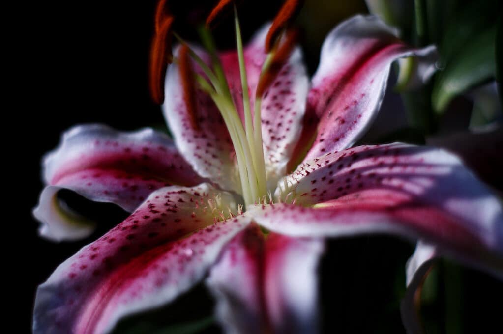 photo of Star Gazer Lily