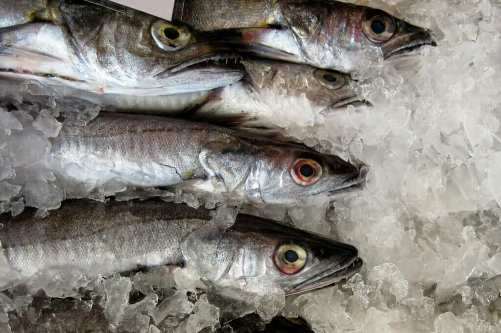 photo of fish packed in ice