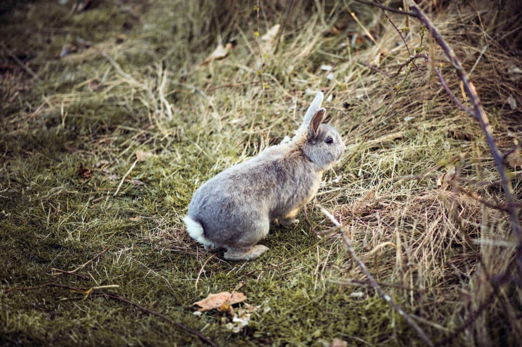 photo of rabbit