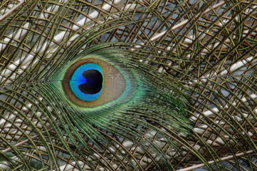 detail of peacock feather