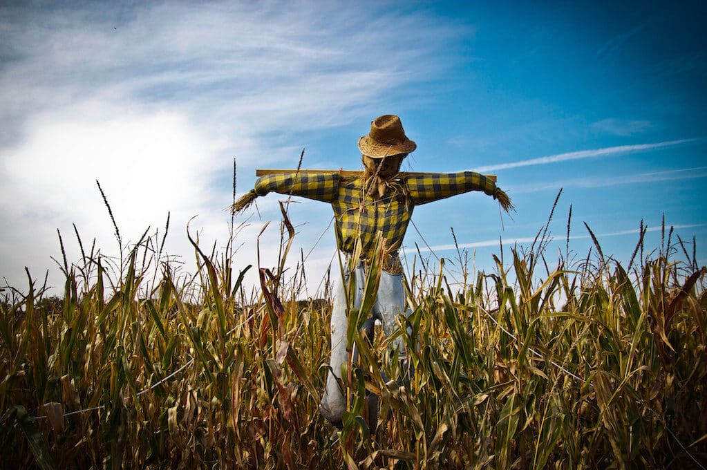 photo of a scarecrow