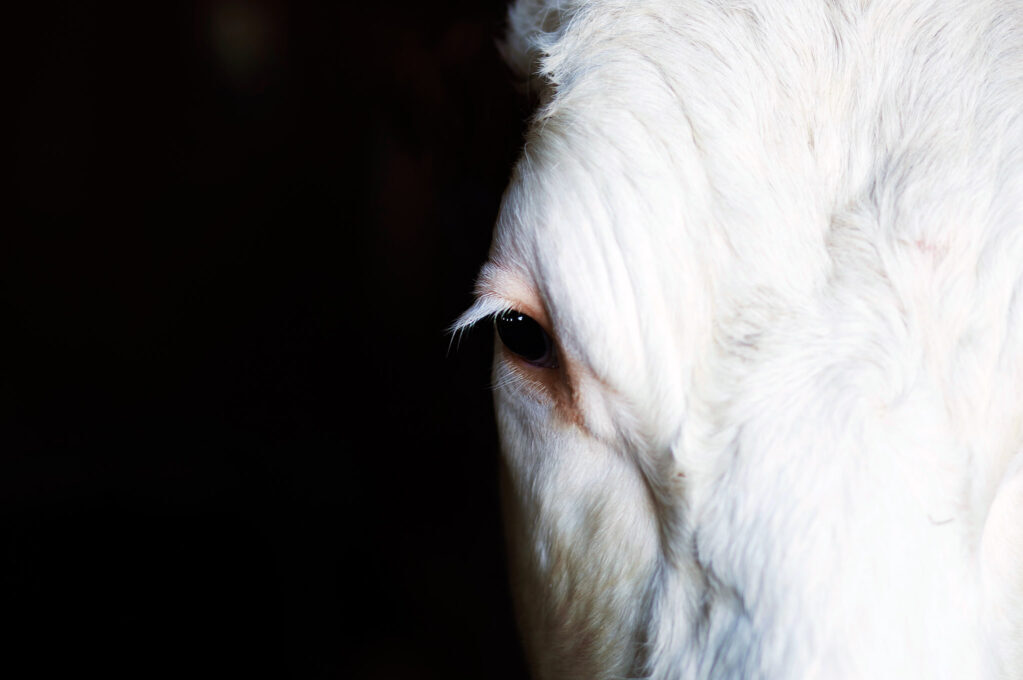 photo of cow's eye