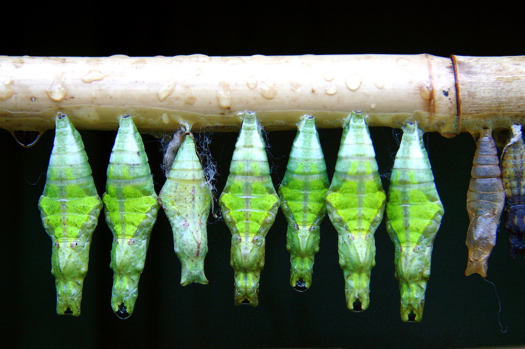 photo of chrysalises