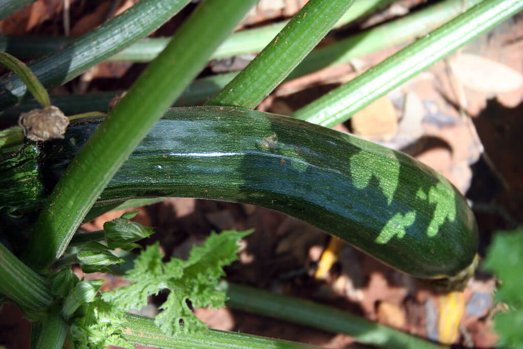 photo of zucchini growing in a garden