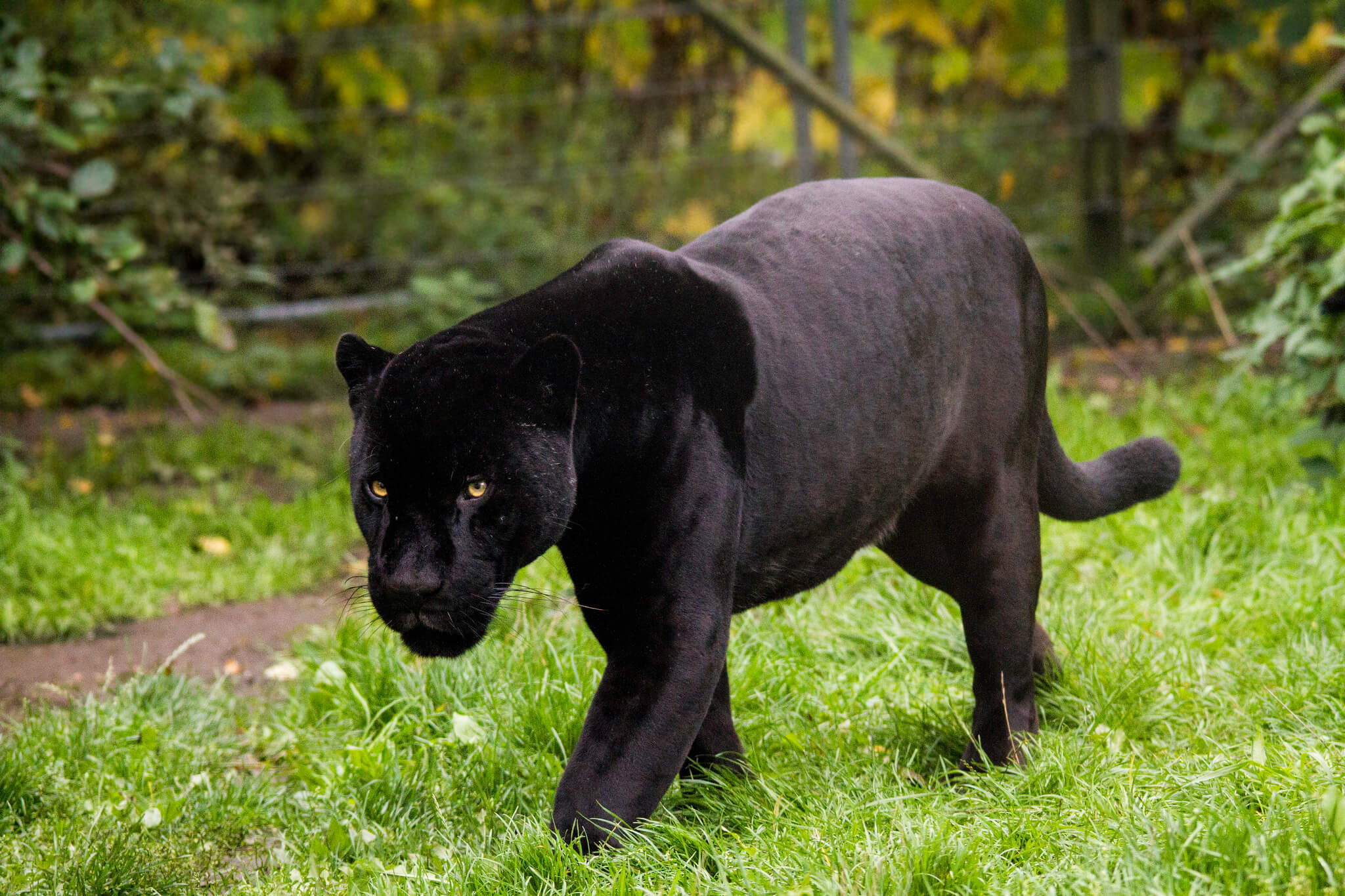 photo of a black panther