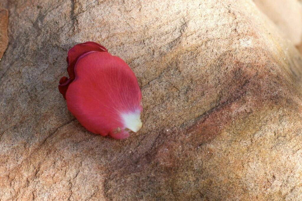 Fallen rose petals land on sandstone