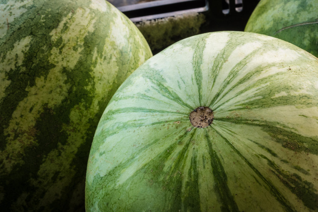 photo of watermelon