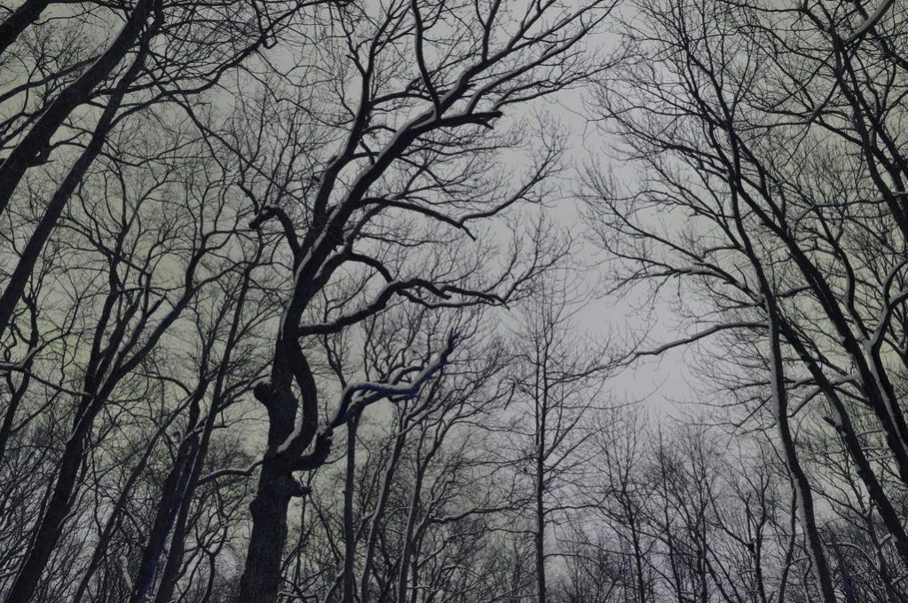 photo of trees in winter