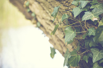 photo of ivy growing on a tree