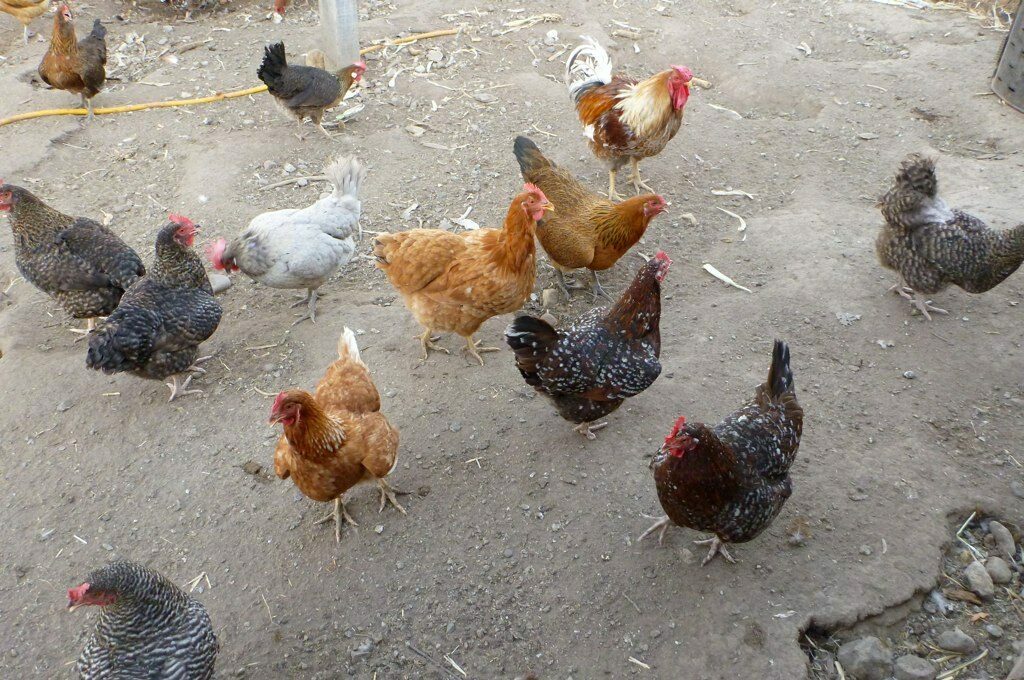 photo of chickens