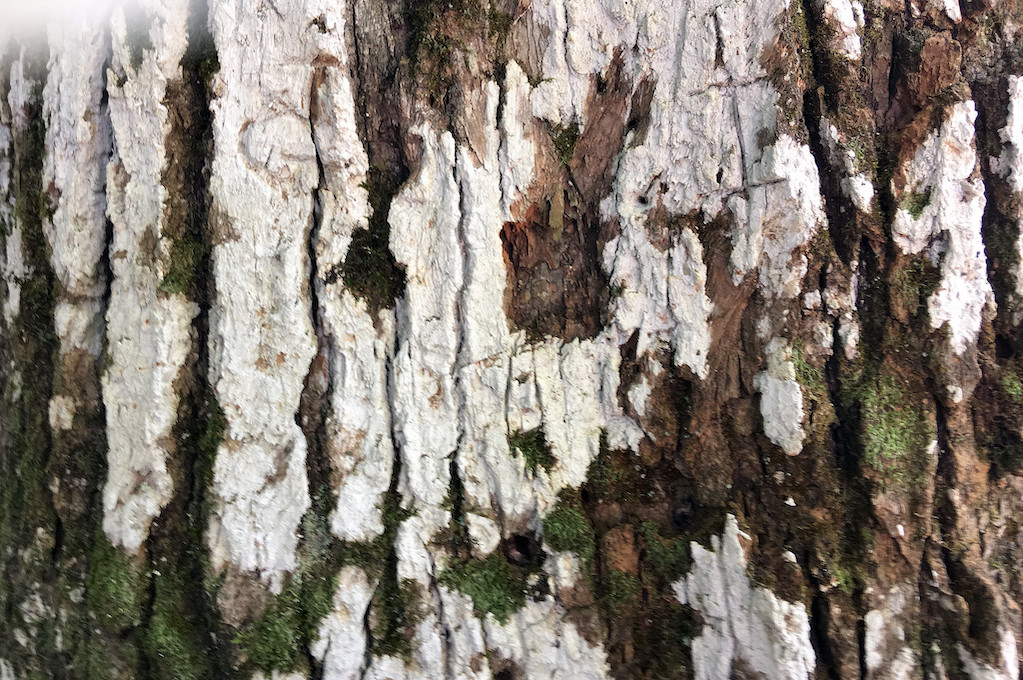 photo of tree bark