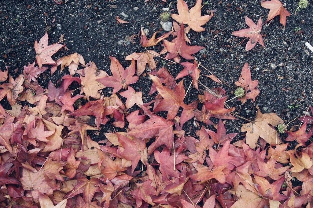 photo of maple leaves