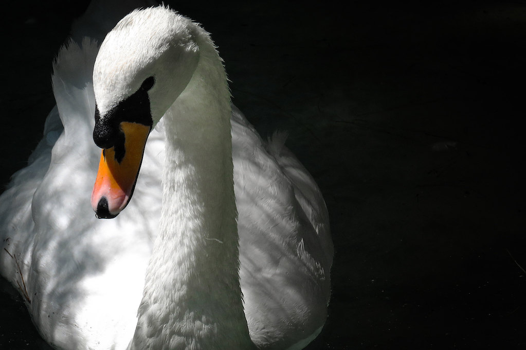 photo of white swan