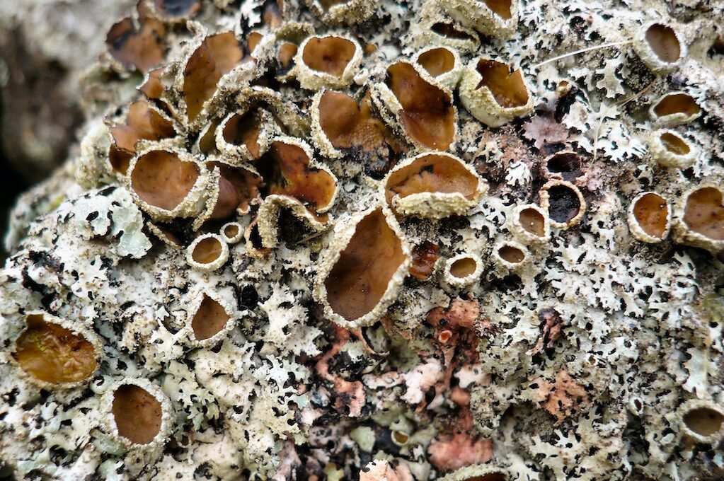 photo of lichen