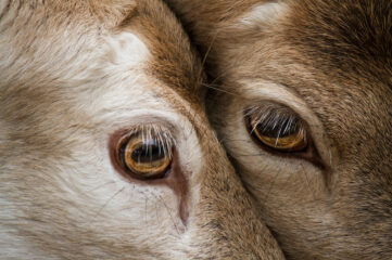 photo of two deer heads close together