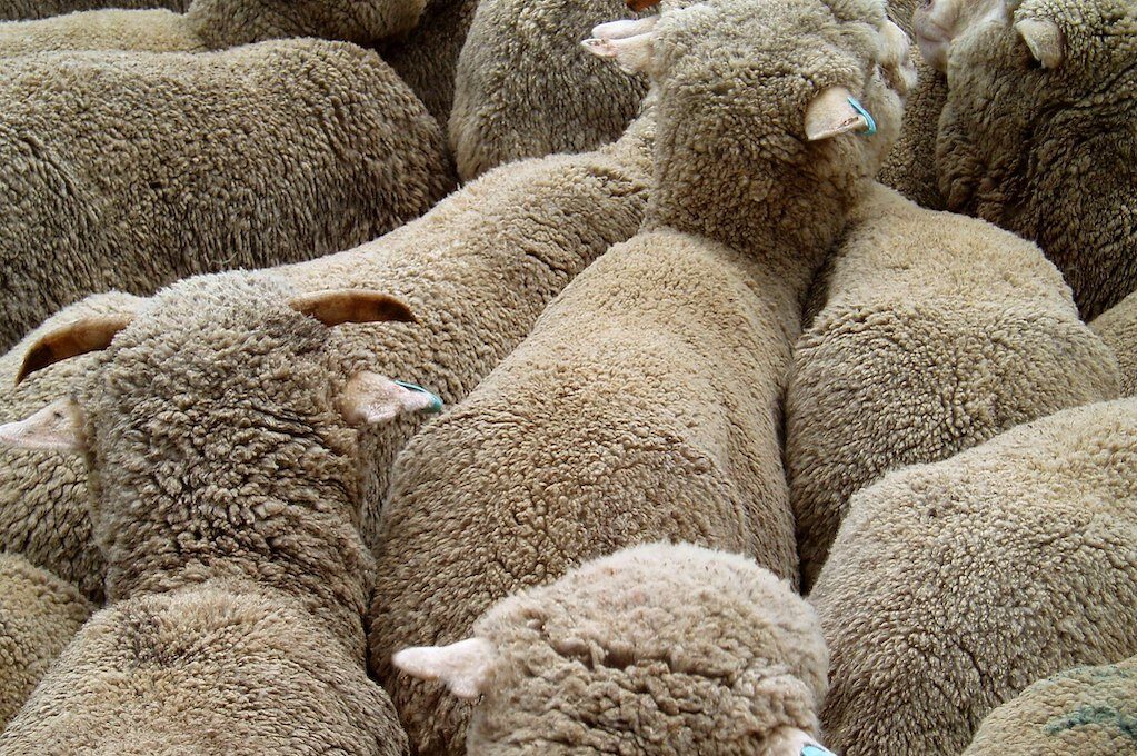 photo of sheep