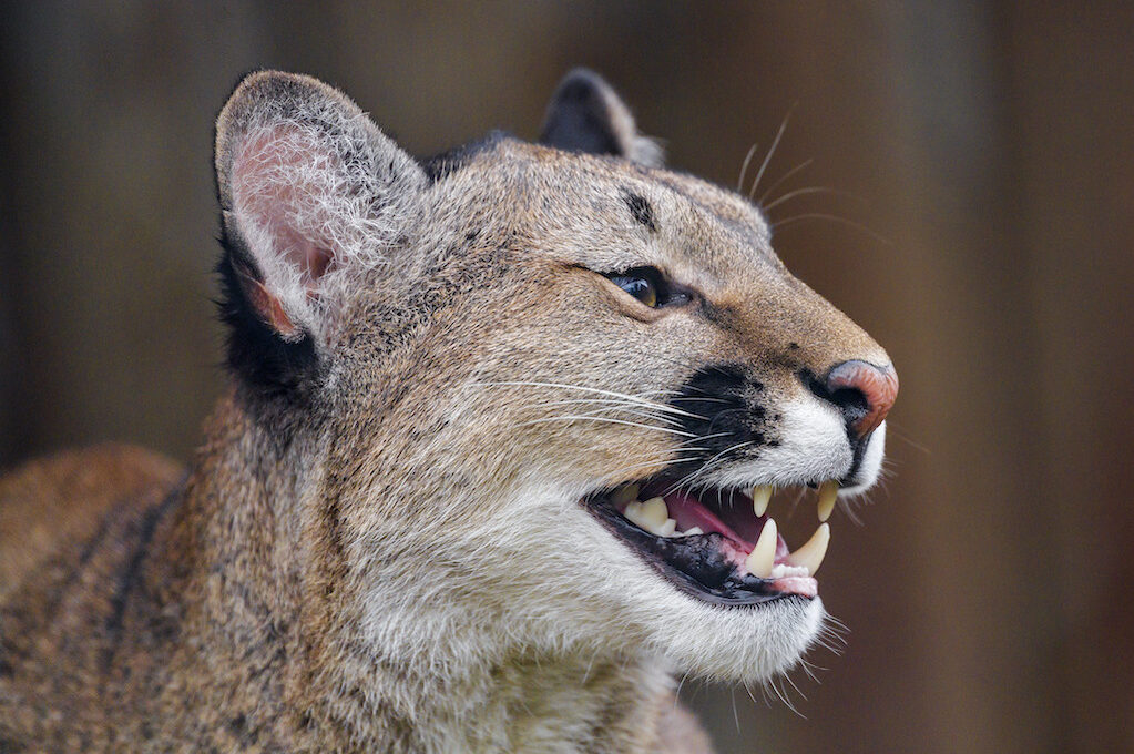 photo of mountain lion