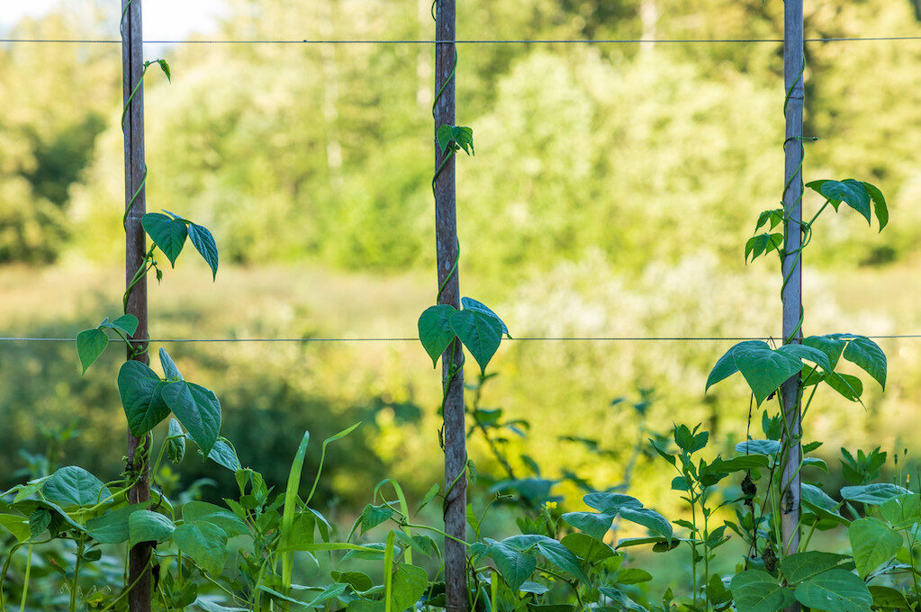 photo of runner beans climbing up poles