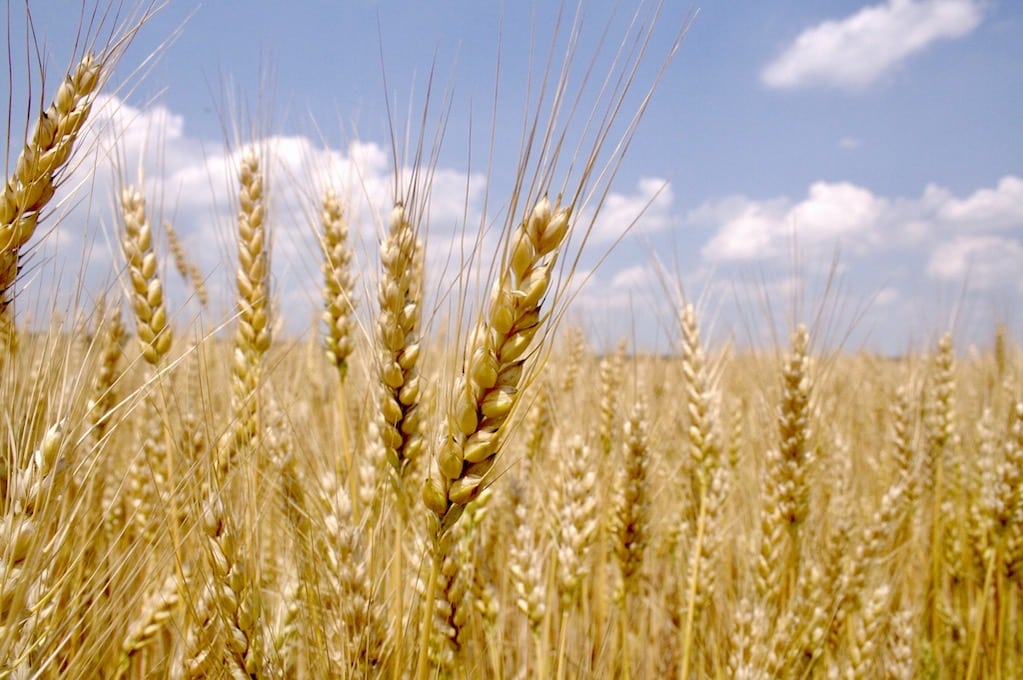 photo of wheat field