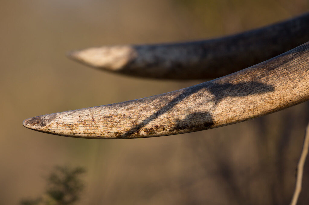 photo of tusks