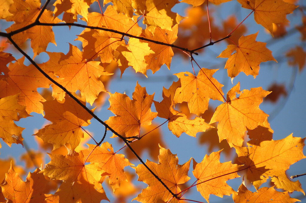 photo of sugar maple leaves