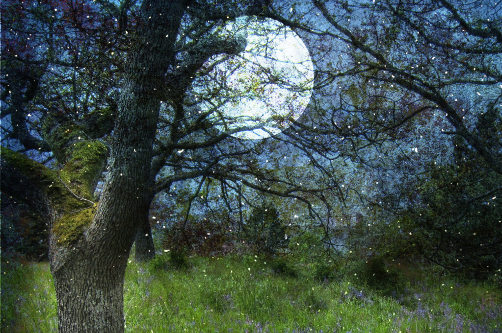 illustration of field at night underneath a full moon