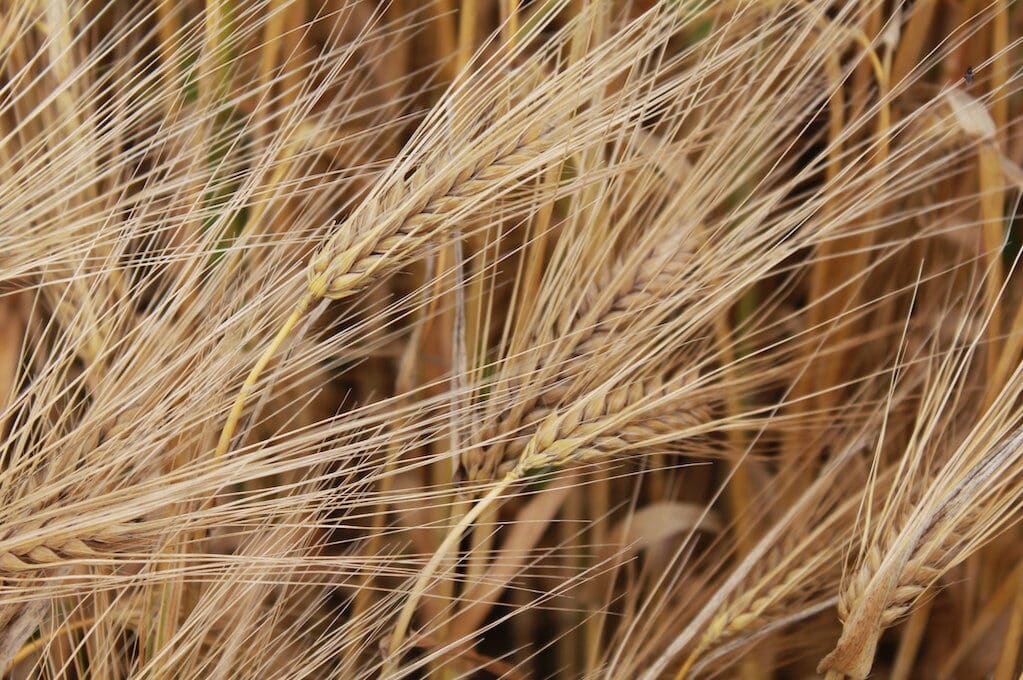 photo of wheat