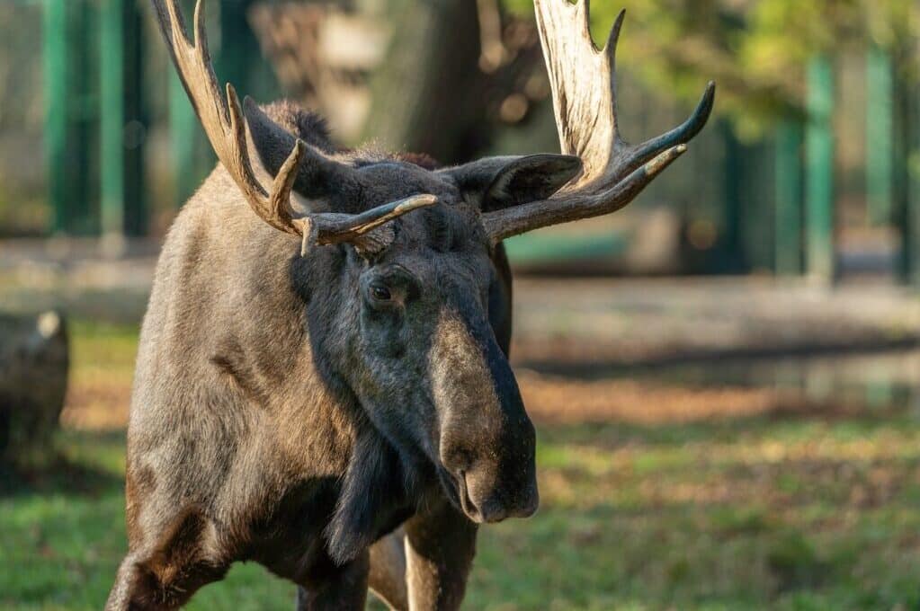 photo of a moose